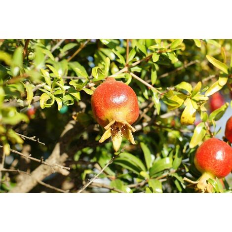 1 Planta de Granado Enano. Punica Granatum Nana. Altura Planta 20 Cm.