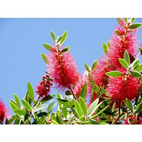 Planta de Callistemon Laevis. Altura: 40/50 Cms