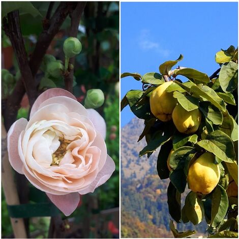Planta de Chaenomeles O Membrillo Japon�s Rosa. Altura 40 - 50 Cm
