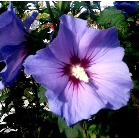 Planta de Rosa de Siria Azul Altea, Hibisco Syriacus Altura Planta 50 - 60  Cm