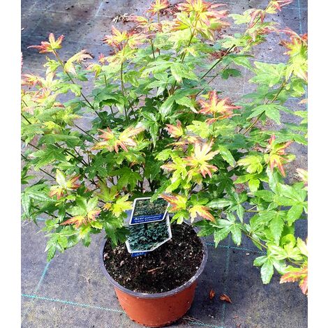 Planta de Arce Japones. Acer Palmatum Little Princess. 20 - 30 Cm