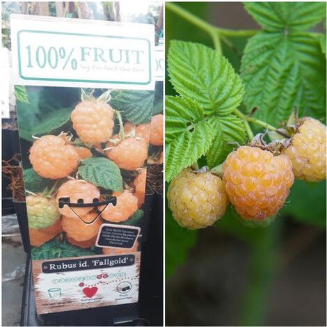 Planta Frutos Silvestres Frambuesa Amarilla. Rubus Idaeus. Altura 30 - 40 Cm