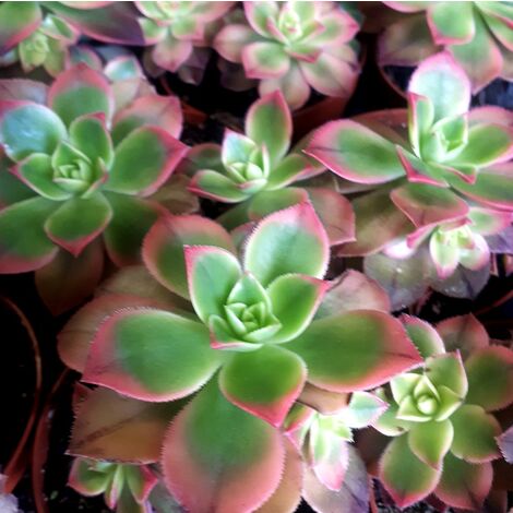 Planta Crasa Aeonium Tricolor Kiwi