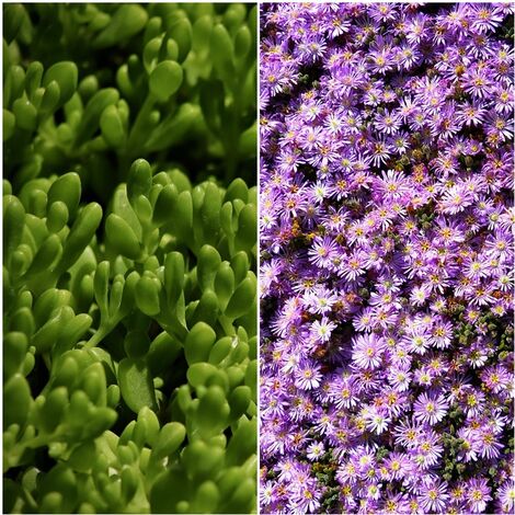 Planta Tapizante U�as de Gato Rosa Lampranthus Roseus