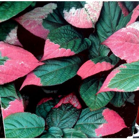 Planta Trepadora Actinidia Kolomikta