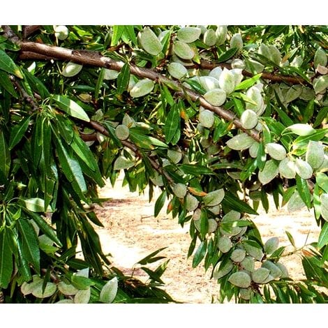 Planta de Almendro Pentacebas. Muy Productivo