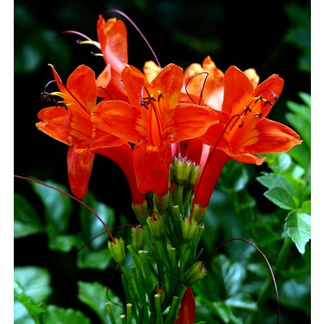 Bignonia roja
