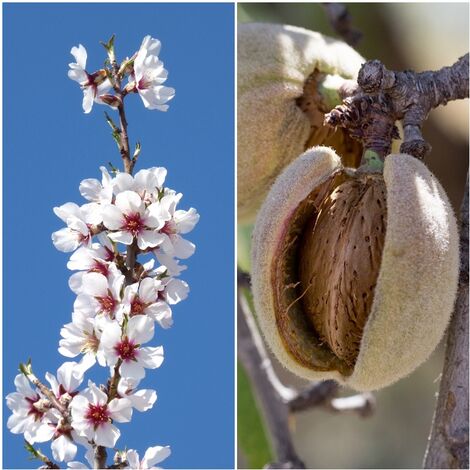 Planta Frutal Almendro Marcona. Almendra de Calidad.