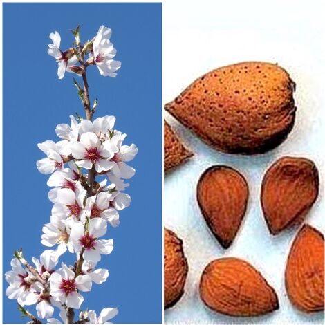 Planta Frutal Almendro Guara. Muy Productivo