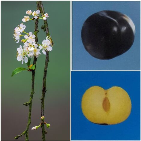 Planta Frutal Ciruelo Variedad Friar. Altura 80 - 100 Cm
