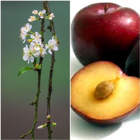 Planta Frutal Ciruelo Fortune. Frutos de Alta Calidad. Temprano. 80 - 100 Cm