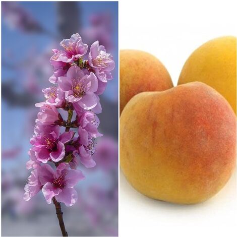 Frutal Melocotonero Variedad Baby Gold. Planta de 80 -100 Cm