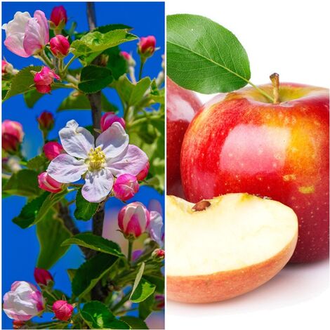 Planta de Frutal Manzano FUJI, Manzana