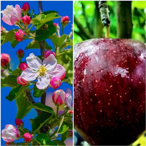 Planta Frutal Manzano Early. Manzana Rojo Intenso. 80 - 100 Cm