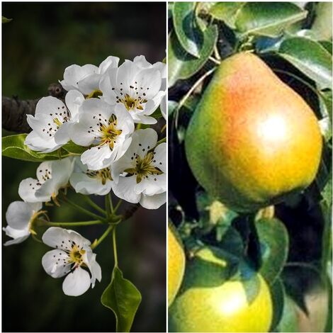 Planta Frutal Peral Decana del Comicio. Pera Dulce y Jugosa. 80 - 100 Cm