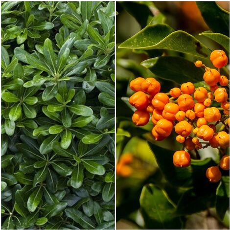 Planta de Pittosporum. Altura 60/70 Cms