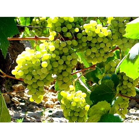 Planta Vid Uva Blanca Macabeo. Maduraci�n Tard�a
