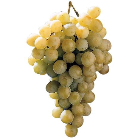 Planta de Parra Uva de Mesa Blanco Italia. Consumo Navidad y Fin de A�o