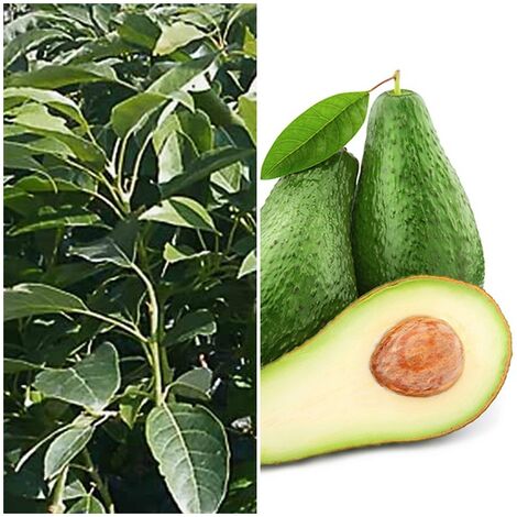 Planta Frutal de Aguacate Pinkerton. Bueno para Cultivo en Maceta