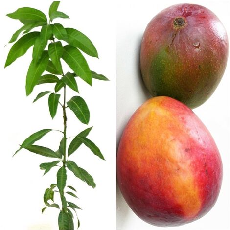 Planta Fruta Mango Irwin. Elevada Producci�n. 90 - 100 Cm
