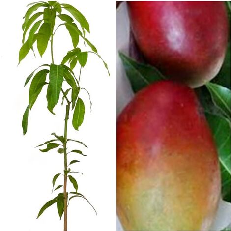 Planta Frutal Mango Palmer Rojo. Frutos Medianos