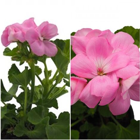 Planta Geranio Zonale Rosa. en Maceta de 13