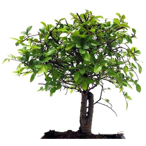 Bonsai Zelkova Parvitolia. 5 A�os. 30 - 35 Cm