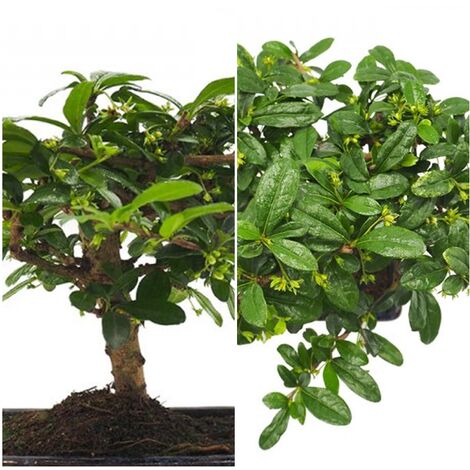 Bonsai Carmona. 5 A�os. Bonita Floraci�n