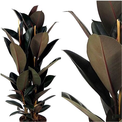 Planta Natural Ficus Robusta Abidjan. 90 Cm