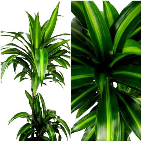 Planta Natural de Palmera Dracena Hawaii Sunshine. 100 Cm