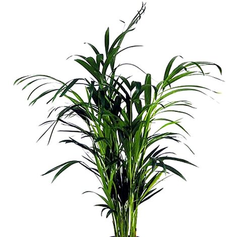 Planta Natural Areca. 50 - 60 Cm