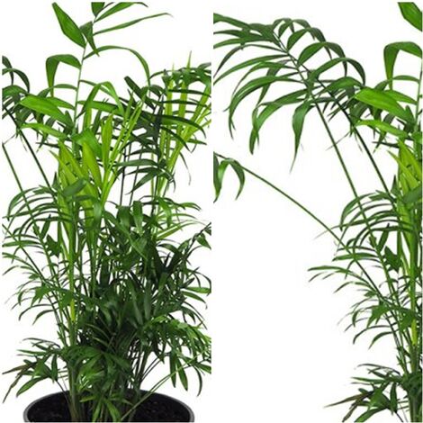 Planta Palmera Chamaedorea. 70 - 80 Cm