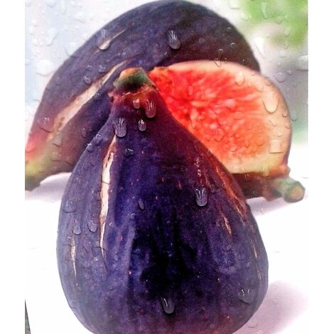 Planta Frutal Higuera Negra. Higos Negros. Altura �rbol 100 - 120 Cm