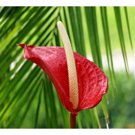 Planta Natural de Anturio Anthurium en Maceta M9