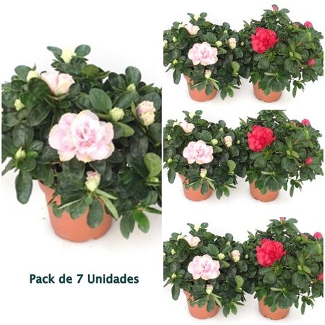 Pack de 7 Planta Natural Azalea Variadas en Maceta de M14
