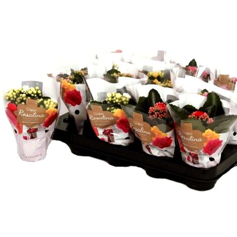 Pack de 16 Plantas de Kalanchoe Calandiva Variado en Maceta M7