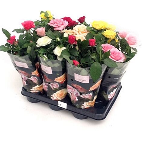 x10 Rosal Mini Variados. 10 Unidades