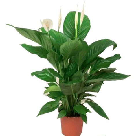 Planta Espatifilo Spathiphyllum. 50 - 60 Cm. Purificador del Aire en el Hogar