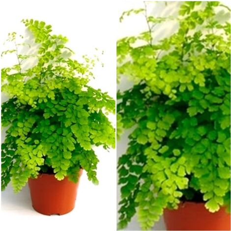 Planta Natural Helecho Adianthun en Maceta M12