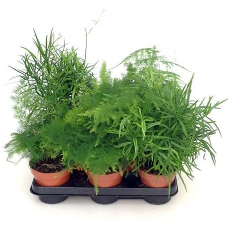 Pack de 6 Asparagus Esparragueras Mix en Maceta de M12