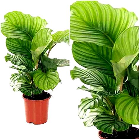 Planta Natural de Calatea Orbifolia en Maceta M19