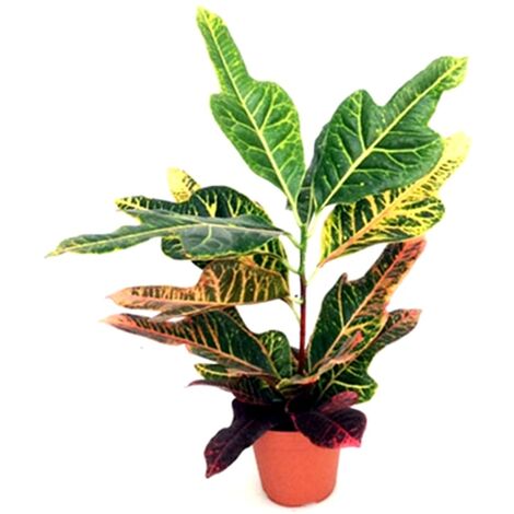Planta Natural de Croton en Maceta M12