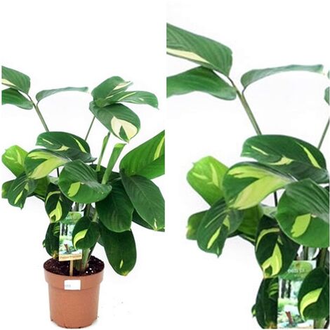 Planta Natural Ctenanthe Golden Mosaic en Maceta M17<span style="color: rgb(102, 102, 102); font-family: Arial, sans-serif; font-size: 14px; background-color: rgb(255, 255, 255);">Planta natural CTENANTHE GOLDEN MOSAIC&nbsp; &nbsp;</span><br style="box-sizing: border-box; color: rgb(102, 102, 102); font-family: Arial, sans-serif; font-size: 14px; background-color: rgb(255, 255, 255);"><span style="color: rgb(102, 102, 102); font-family: Arial, sans-serif; font-size: 14px; background-color: rgb(255, 255, 255);">Presentado&nbsp;en maceta M17</span>