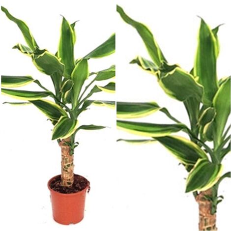 Planta Natural Dracaena Fragans Golden Coast en Maceta M11