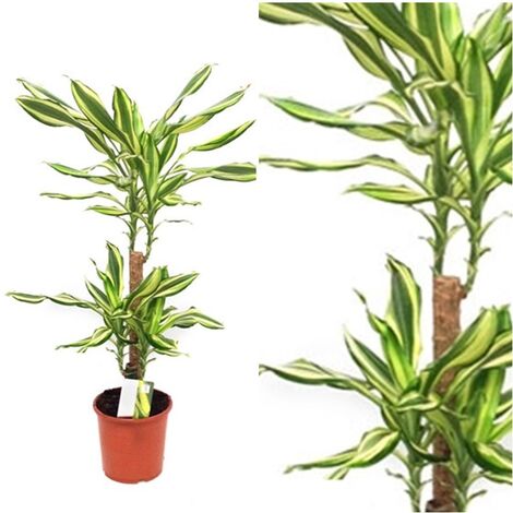 Planta Natural Dracena Fragans Yellow Coast en Maceta M17