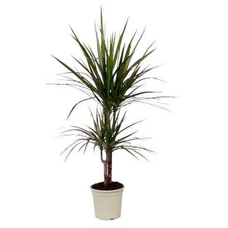 Planta Natural Dracena Marginata en Maceta M17