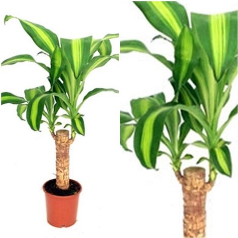 Planta Natural Dracaena Massangeana en Maceta M12