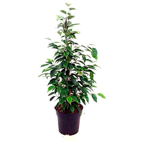 Planta Ficus Anastasia en Maceta M17