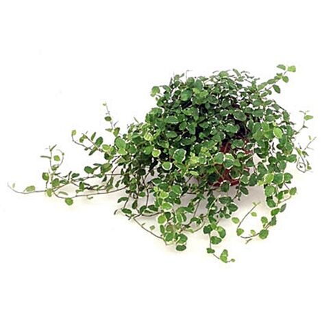 Planta Natural de Ficus Sunny en Maceta M12