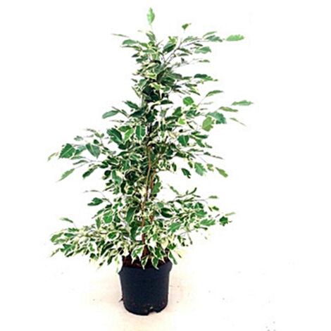Planta Natural de Ficus Twilight en Maceta M17